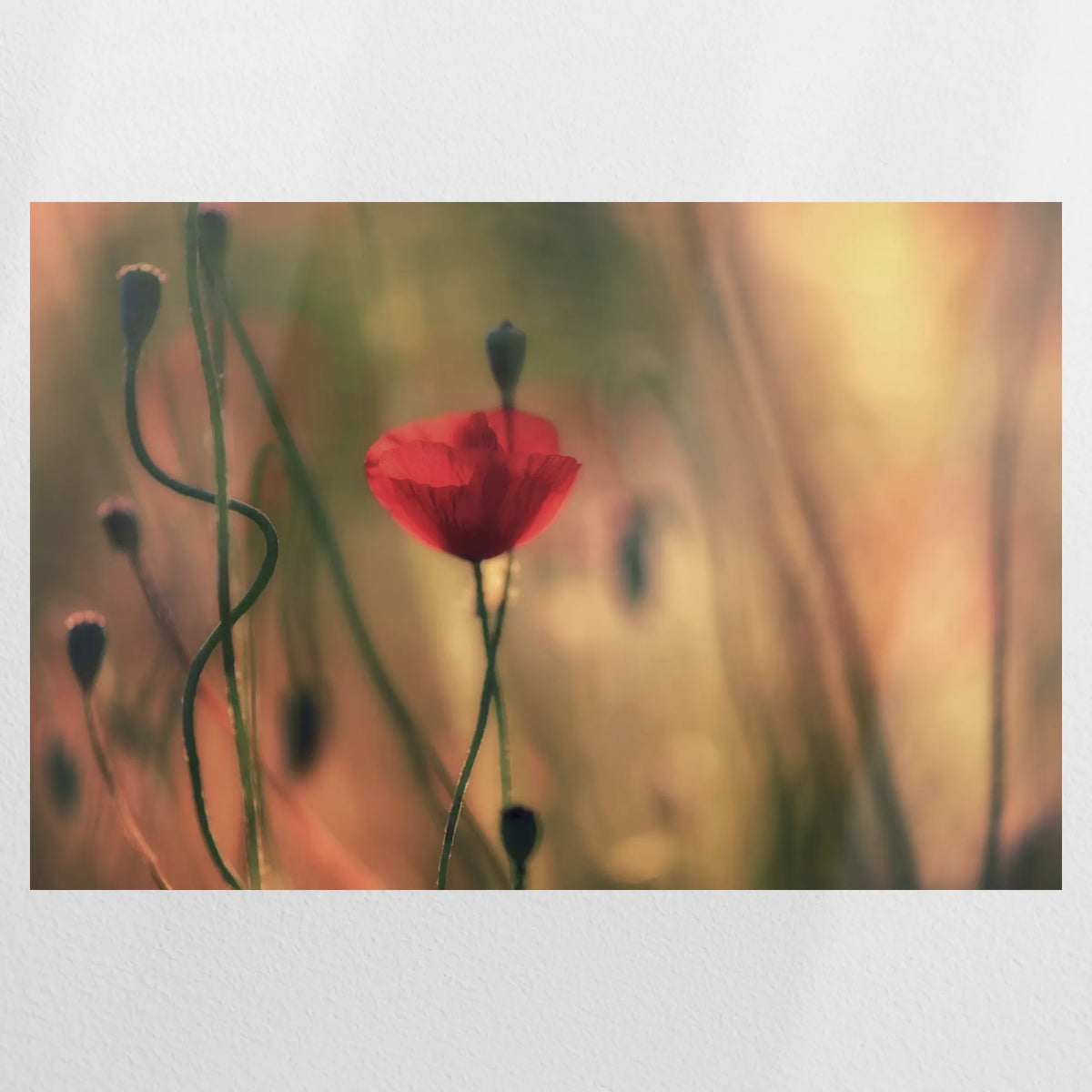 PO-075W050