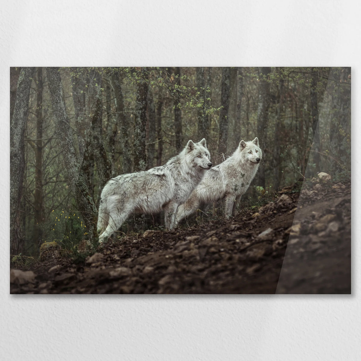 AC-075W050