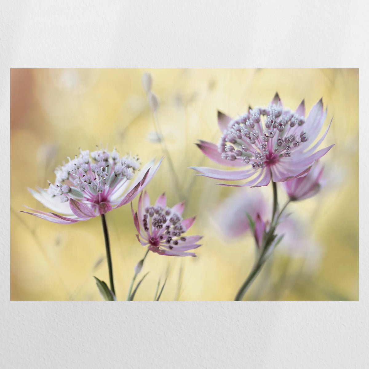 PO-075W050