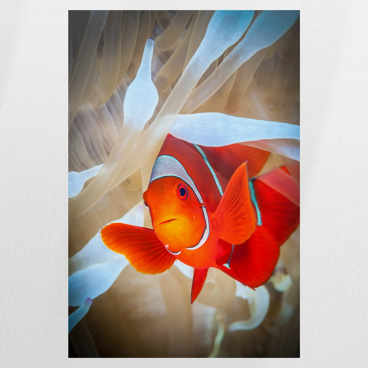 PO-080W120