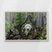 PN-093W062