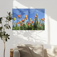 PO-075W050